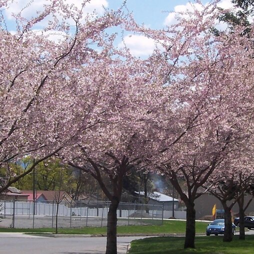 Prunus subhirtella 'Autumnalis Rosea'